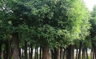 大香樟移植技术，大香樟移植技术要求